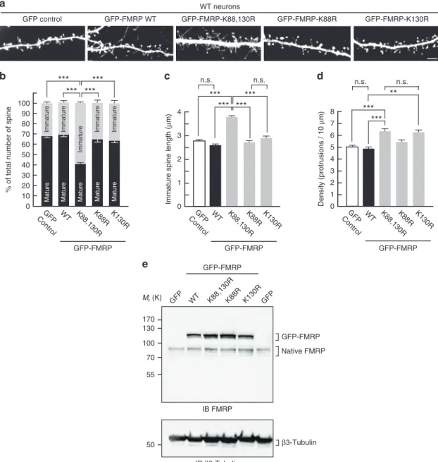 Fig. 7 Spine density and maturation processes are intrinsically linked to the ability of FMRP to be sumoylated