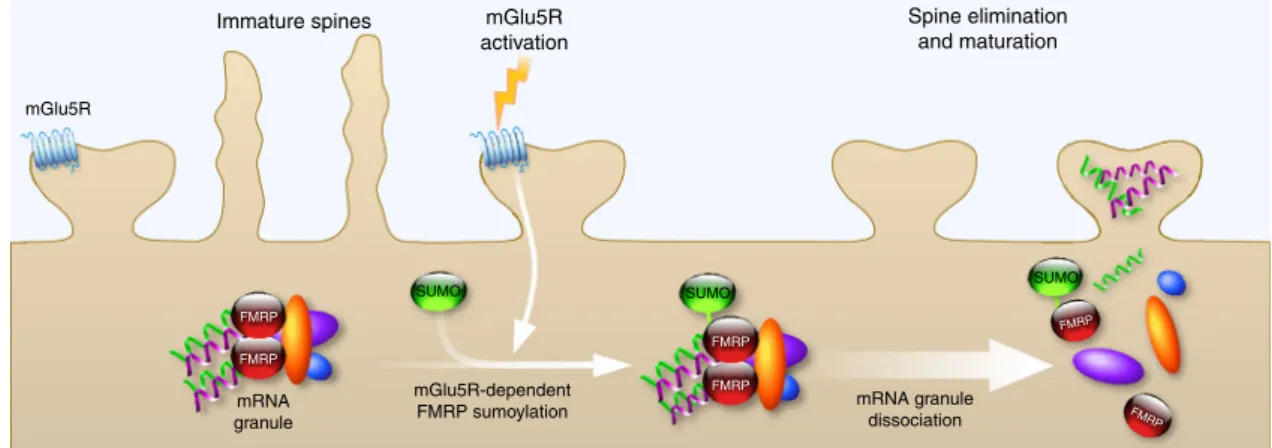 Fig. 8 Schematic model for the mGlu5R-dependent regulation of FMRP function via the sumoylation process