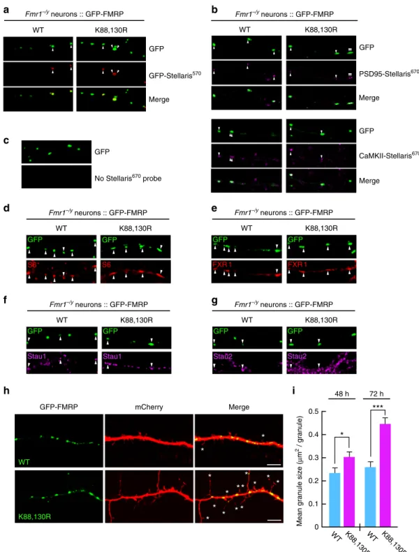 Fig. 3 Preventing FMRP sumoylation drastically impacts on the size of dendritic FMRP-containing mRNA granules