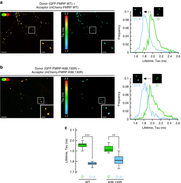 Fig. 4 Preventing the N-terminal sumoylation of FMRP by the K88,130R mutation does not alter the homomeric FMRP – FMRP interaction within dendritic mRNA granules