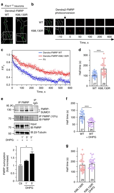 Fig. 5 Activation of mGlu5 receptors promotes FMRP sumoylation and leads to the release of FMRP from dendritic mRNA granules