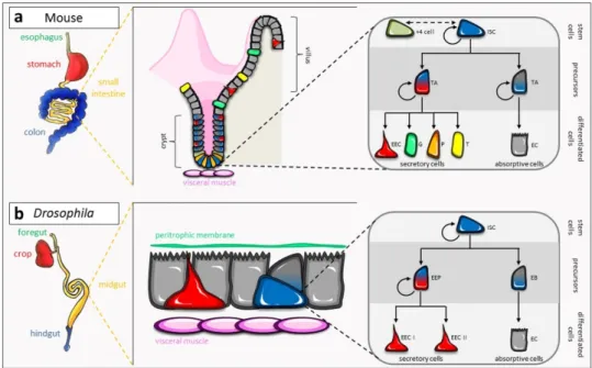 Figure 1. Cellular organization and lineages of the mouse small intestine and the Drosophila midgut