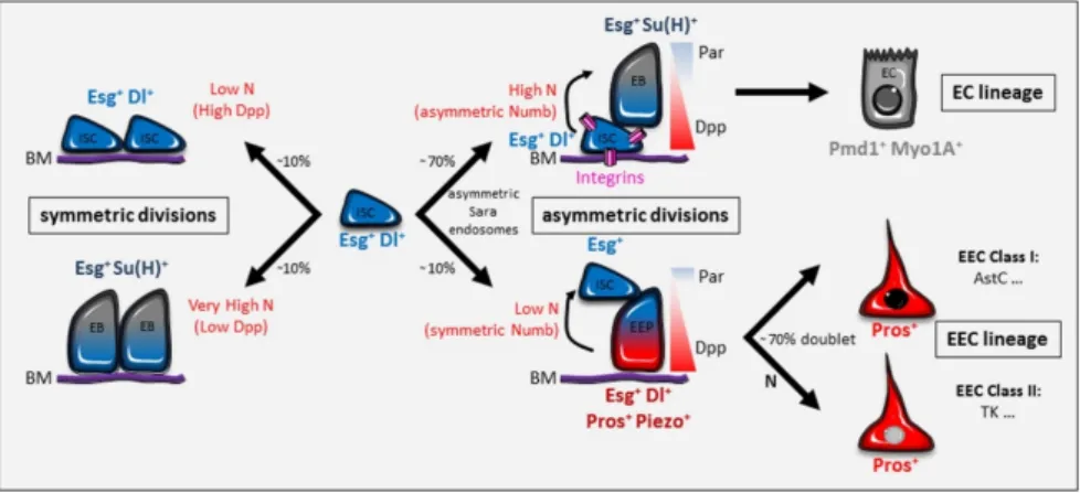 Figure 2. Division modes of Drosophila ISC. The interplay between Notch and Dpp/BMP signaling  pathways, as well as the Par complex, integrins, Numb, and Sara endosomes, regulates the different  daughter cell fates of ISC divisions: ISC-enteroblast, ISC-en