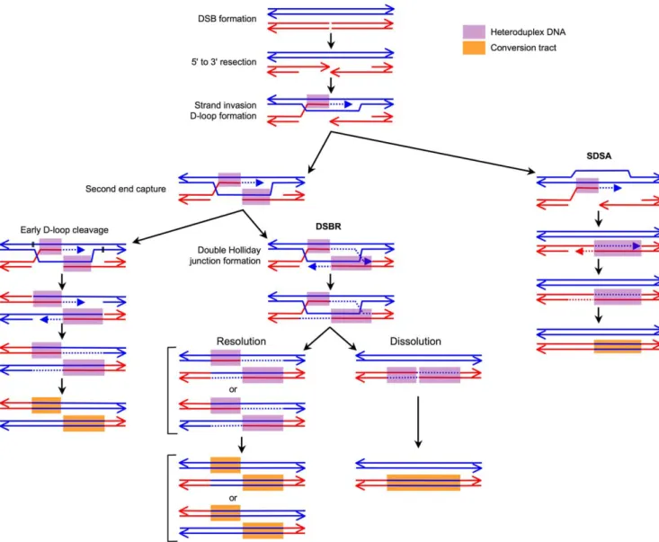 Figure 1. Current model of the pathways involved in meiotic DSB repair. Two interacting, homologous chromatids (out of four) are represented