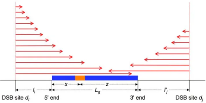 Figure 2. Schema illustrating some of the model parameters. A sequence g of length L g , devoid of meiotic DSB sites, is shown as a blue rectangle