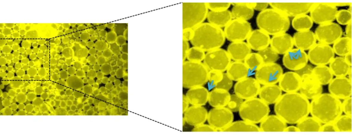 Figure  3.  Epifluorescence  images  of  Pickering  emulsion  BN  2wt%_R1  showing  droplet  deformation due to particle jamming