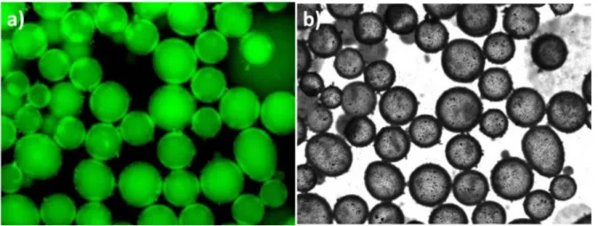 Figure 1. Epifluorescence images of Pickering emulsion BN 2wt%_R1 a) Fluorescence and b)  Differential interface contrast (DIC) techniques