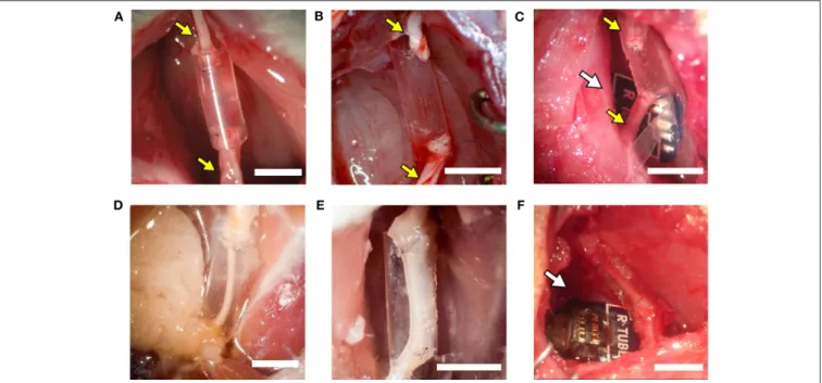 FIGURE 4 | The implanted regenerative cuff electrode. Representative images of: (A) silicone tube, (B) PEDOT:PSS coated PO tube (PPP tube), and (C) Regenerative nerve Cuff Electrode (RnCE) at the time of implant (0 dpi) bridging a 8 mm gap in the rat sciat