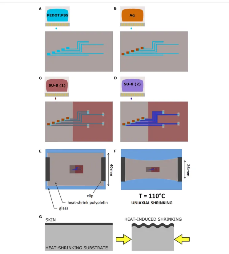 FIGURE 1 | The Print and Shrink fabrication process. (A) Inkjet printing of the conductive ink based on PEDOT:PSS