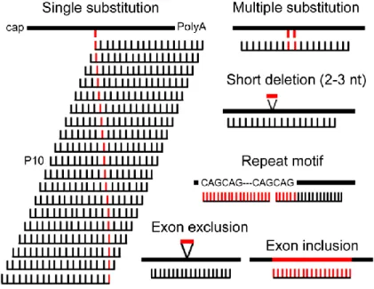 Figure  1:  AS-RNAi  targetable  mutations.  For  targeting  a  single  nucleotide  substitution,  the  19  possible  siRNAs are indicated relative to the position of the mutated nucleotide
