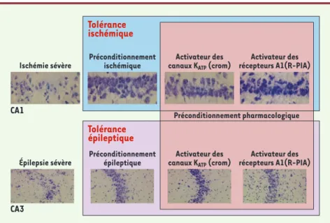 Figure  2. Protection  des  neurones  de  l’hippocampe  par  différents  types  de  préconditionnement et  analogie  entre  les  tolérances  ischémique  et  épileptique