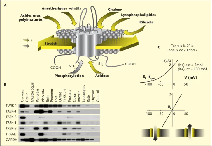 Figure 2. Propriétés fonctionnelles des canaux K-2P. A : Activation polymodale du canal TREK-1 par l’étirement membranaire, les AGPI (dont les oméga-3), le riluzole, les lysophospholipides et les anesthésiques volatils, la chaleur et l’acidose intracellula