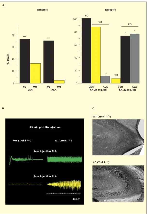Figure 7. Extrême vulnérabilité des souris TREK1 -/- à l’ischémie et à l’épilepsie et perte de l’effet neuroprotecteur d’ALA