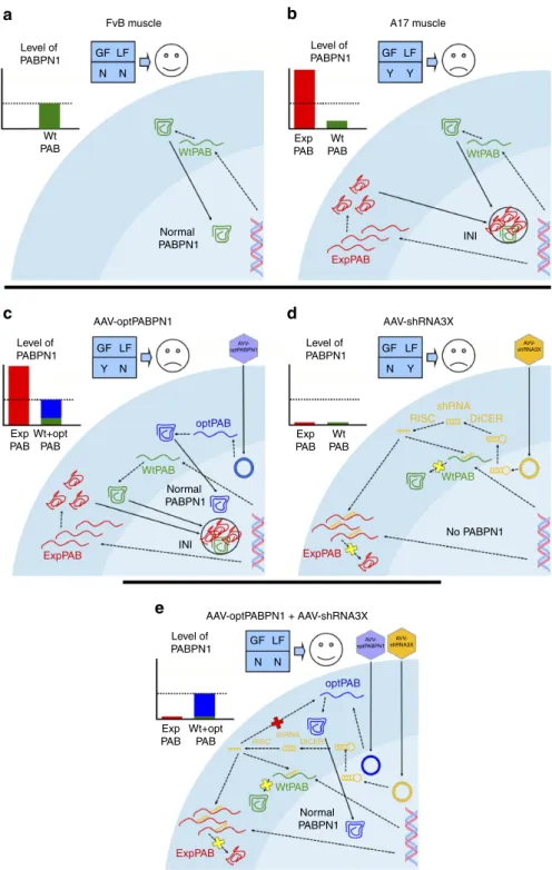 Figure 7 | The combined treatment with AAVs abrogates INIs and restores normal PABPN1 expression improving both the gain of toxic function (GF) and the loss of physiological function (LF) mechanisms of the disease in the A17 mouse model