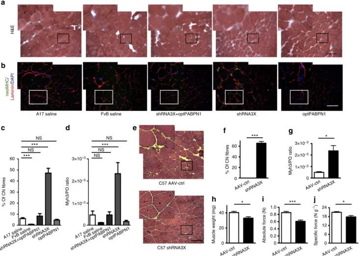 Figure 3 | In vivo PABPN1 depletion induces muscle degeneration that can be prevented by co-optPABPN1 expression
