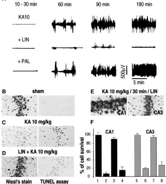 Fig. 2. Neuroprotection by LIN against kainic acid-induced excitotoxicity. (A) EEG recordings illustrating the effects of LIN and PAL on seizure responses to systemic injection of KA (10 mg/kg) at distinct time points following the injection of KA