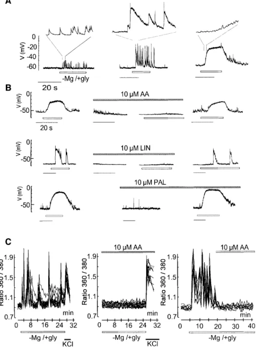 Fig. 3. PUFAs abolish the ±Mg/+gly-induced excitatory discharges and calcium ¯uctuations in granule cells