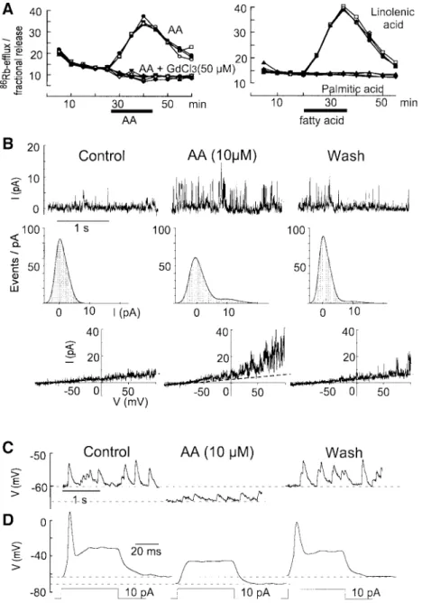 Fig. 5. AA contributes to synaptic inhibition in granule cells by activating background K + channels