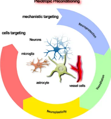 Figure 2. The virtuous circle of pleiotropic conditioning. It will be  necessary to develop pleiotropic conditioners possessing additional  capabilities beyond directly conferring neuroprotection, in order  to enhance survival of the brain after stroke