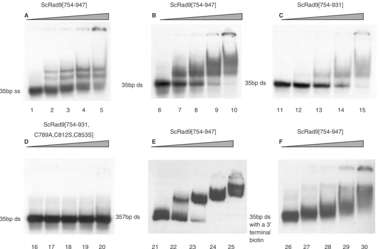 Figure 5. DNA-binding properties of Rad9 tudor region. (A) EMSA experiment between a 35 bp single-stranded oligonucleotide and ScRad9[754–947]