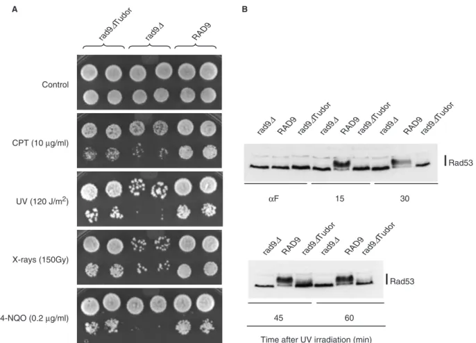 Figure 2. ScRad9[754–947] is required for cell resistance to DNA damage and for Rad53 phosphorylation in G1 phase