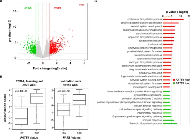 Figure 4. FATE1-coregulated genes in ACC. (A) Volcano plot of transcripts were significantly  associated with FATE1 high- (n = 44) and low-expressing (n = 35) ACC within the TCGA cohort