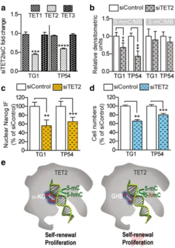 Fig. 6    Biological effects of TET2 downregulation are comparable to  GHB treatment or ALDH5A1 downregulation