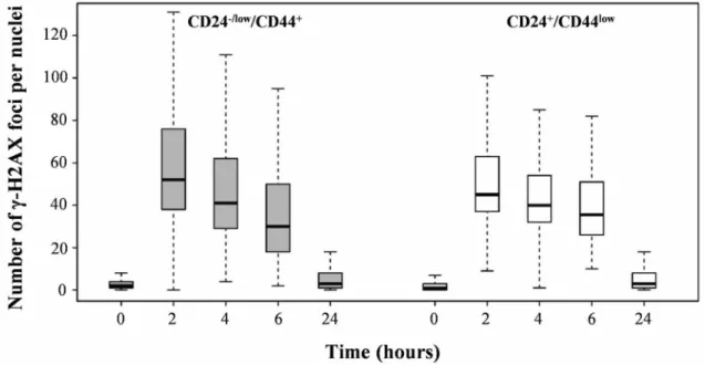Figure 4: Analysis of global DSB repair in CD24+/CD44low cells and CD24 /low/CD44+ cells after 4 Gy irradiation