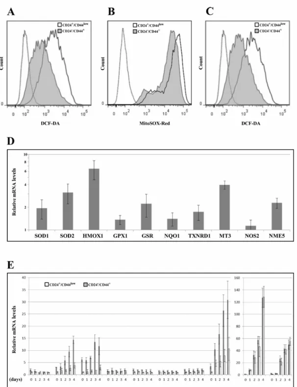 Figure 5: Analyses of ROS levels and expression of oxidative stress-related genes in CD24+/CD44low cells and CD24-/low/ 