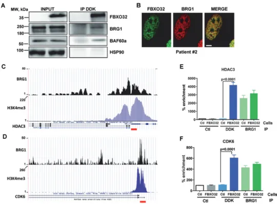 Fig. 6 FBXO32 is associated with chromatin remodeling complex at regulated loci. A Co-immunoprecipitation and western blot  ana-lysis showing interaction between FBXO32 with BRG1 and BAF60a in SKmel28 transduced with Myc/DDK-tagged FBXO32 vector.