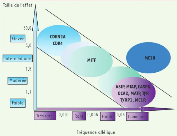 Figure 1. Les variants génétiques dans le mélanome. Fréquence allélique et importance de l’effet  génétique (adapté de [14]).