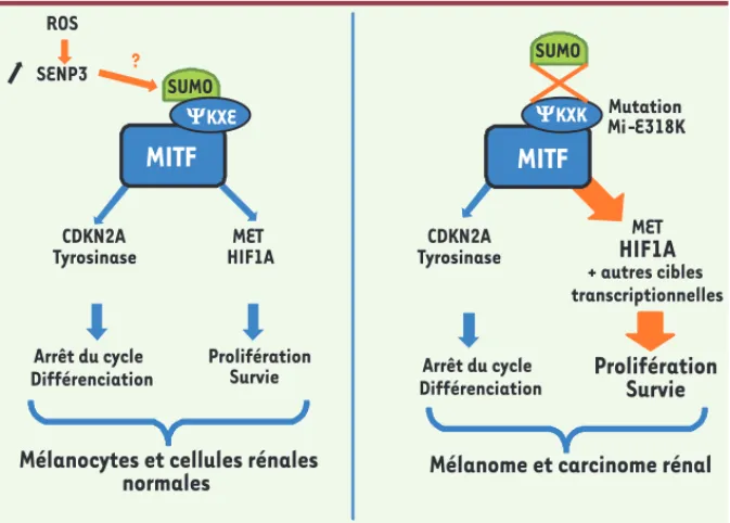 Figure 2. La mutation E318K de MITF altèrerait la réponse au stress oxydant. Les rayonnements  ultraviolets et l’hypoxie, qui sont impliqués dans le développement du mélanome et du cancer du  rein respectivement, conduisent à la formation d’espèces réactiv