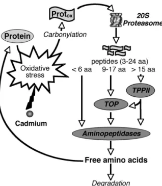 FIGURE 6. Putative function of the 20 S proteasome proteolytic path- path-way during cadmium and, more generally, oxidative stress