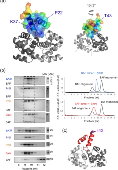 Figure 3. The three emerin mutants interact with the barrier-to-autointegration factor (BAF) in vitro