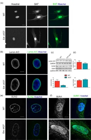 Figure 4. ΔK37 mutation does not impact the localization of BAF, localization and level of lamin A/C  and SUN1, but causes a significant reduction in  SUN2  in  cells  grown  on  hard  substrate