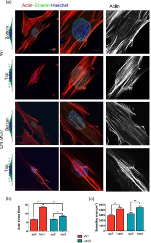 Figure 5. Mutation ΔK37 impairs perinuclear actin organization on cells grown on a hard substrate