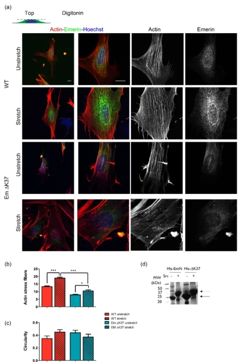 Figure 6. Mutation ΔK37 impairs the perinuclear actin response to cyclic stretch. (a) Representative  images of wild-type (upper panels) and ΔK37 (lower panels) myofibroblasts stained for F-actin  (phalloidin, red), emerin (green) and nuclei (Hoechst, blue