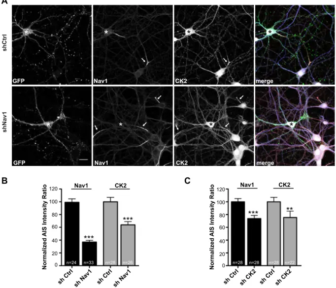 Fig. 2. CK2 localization at the AIS is dependent of Nav1 expression. (A) Hippocampal neurons were nucleofected before plating with control shRNA (shCtrl) or Nav1 shRNA (shNav1) and immunostained at 7DIV for GFP, CK2 a and map2