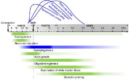 Figure 1: Timeline of spatiotemporally distinctive human brain maturational processes, including  neurogenesis, neuronal migration, synaptogenesis, axon growth, oligodendrogenesis, myelination  of white matter fibers and synaptic pruning