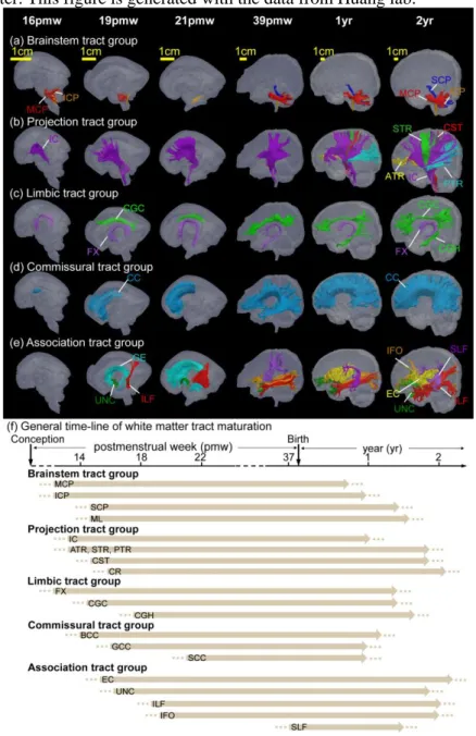 Figure 4: Diffusion MRI tractography of the white matter tracts in developing fetal and infant brain  from  16  postmenstrual  weeks  (pmw)  to 2  years