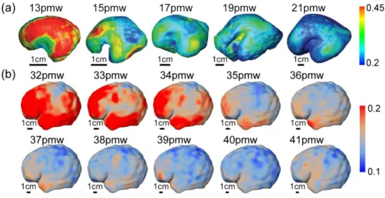 Figure 6: Mapping of FA onto the cortical surface from 13 to 21 postmenstrual weeks (pmw) in  the 2nd trimester (a) (adapted with permission from Huang et al., 2013) and the cortical surface  from 32 to 41pmw in the 3rd trimester (b) (adapted with permissi