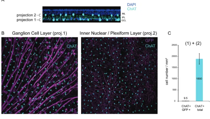 Figure S2- ChAT (Choline-acetyl-transferase) and GFP staining in rd1 mouse retina  transduced with AAV2-SNCG-CatCh-GFP 