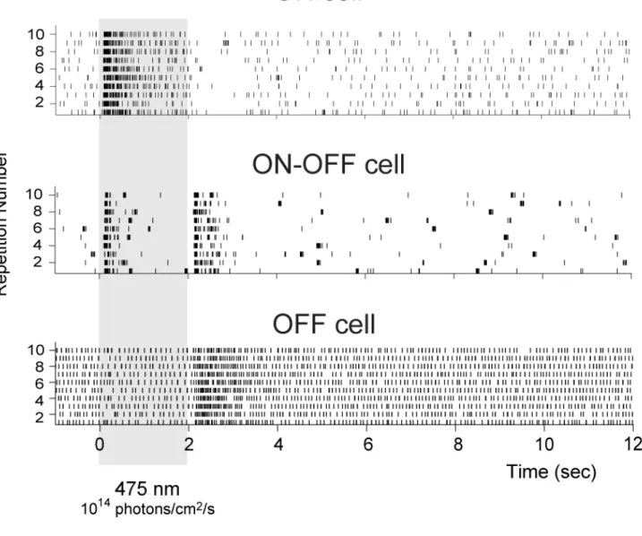 Figure S3- Examples of light responses obtained in wild-type mouse ganglion cells  Raster  plots  (10  repetitions)  from  3  different  ganglion  cells  recorded  simultaneously  with  MEA,  displaying  ON,  ON-OFF  and  OFF  cell  responses
