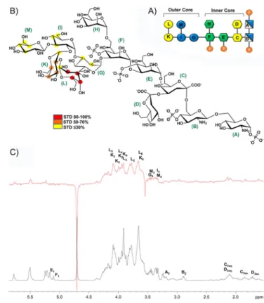 Figure 2. STD NMR spectroscopy analysis of the MGL–OS R1 mixture. A) Sche- Sche-matic structure of OS R1 derived from the LOS of E