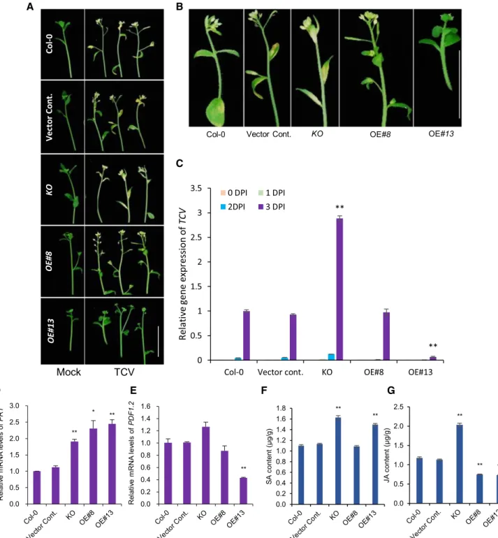 Figure 9. Increased SA in pPLAIIIa-OE enhances TCV resistance by changing transcript levels of PR1 and PDF1.2