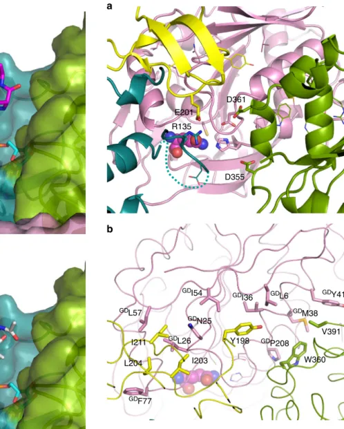 Fig. 6 Models of the substrates ATP and lipid II docked in MurT active site.