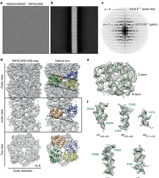 Fig. 6 Cryo-EM structure of the RIP2CARD ﬁ lament. a Cryo-EM image of NOD2CARDS s -RIP2CARD ﬁ laments used for structure determination