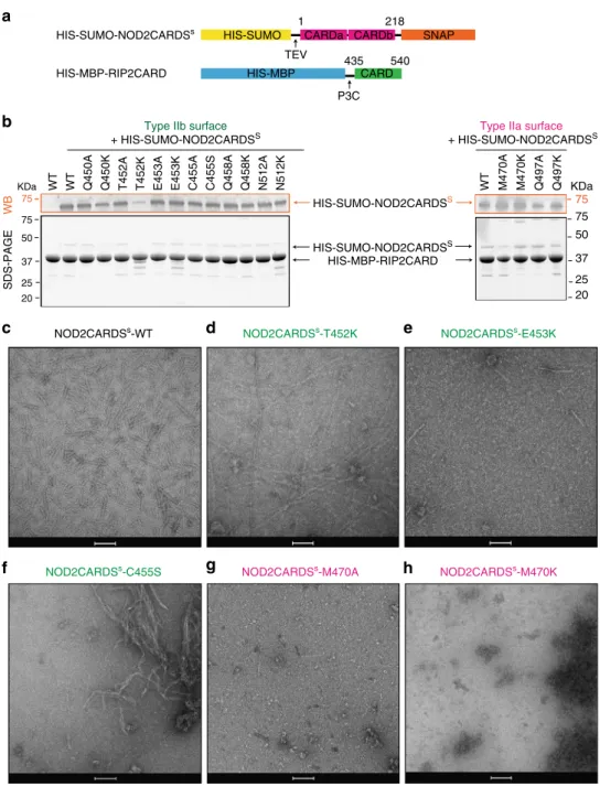 Fig. 8 Effect of type II surface mutations on RIP2CARD polymerization. a Domain organization of the NOD2CARDS and RIP2CARD constructs used for testing the behaviour of RIP2CARD mutants