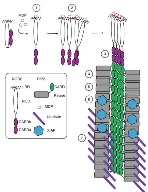 Fig. 10 Model of nodosome assembly. Model of nodosome assembly, based on the results described here, other published data and analogy to other signalosome systems