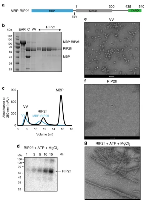 Fig. 1 Full-length RIP2 forms ﬁ laments in vitro. a Domain organization of the MBP-RIP2 ﬂ construct used for expression and puri ﬁ cation of recombinant RIP2 ﬂ from sf21 insect cells
